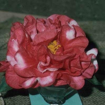 Lion Head Variegated